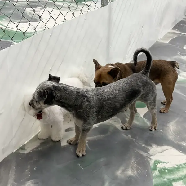 Dog enjoying a boarding stay at K9 Rox Club